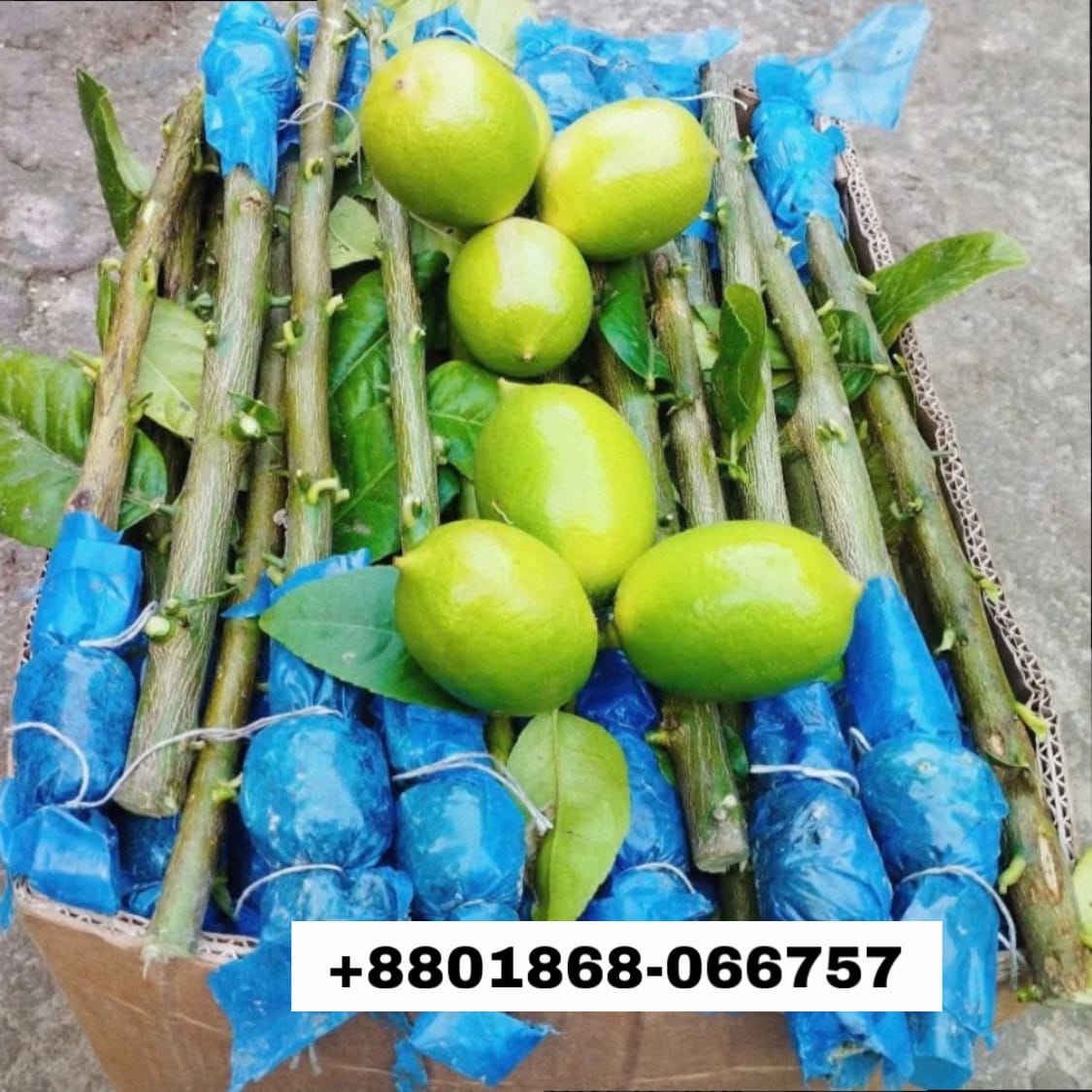 54384073-e887-4150-899e-caa4c3ed5db0